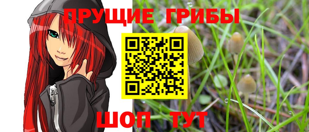 Галлюциногенные грибы Psilocybe Сосновоборск